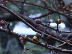 Cornus officinalis/ Cornelian cherries/ サンシュユ 山茱萸