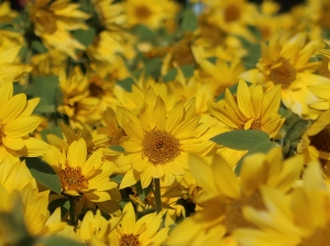 Helianthus annuus/ Sunflower/ ヒマワリ 向日葵