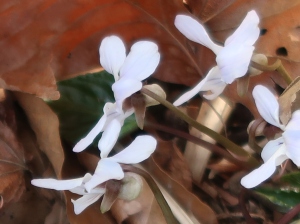 Viola bissetii/ ナガハノスミレサイシン